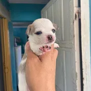 Proximamente Chihuahuas minis blancos - Img 54409883