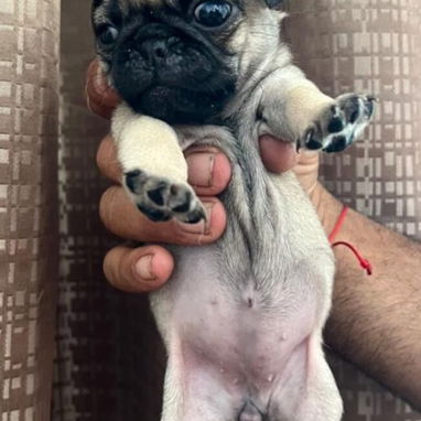PUG CARLINO,ambos sexos,en 300 USD o equivalente en moneda nacional,TENGO MENSAJERÍA,tienen 42 días y están desparacitad - 4/9