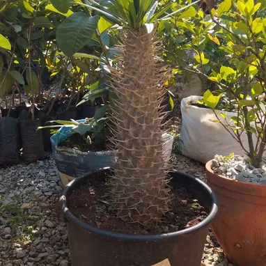 Plantas y servicios de Jardineria - Img 118359553
