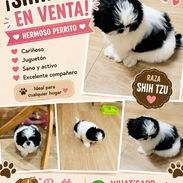 ((( SHIH TZU AMBOS SEXOS EN VENTA BETTY MASCOTAS WHATSAPP 52506841 )))) - Img 49738682