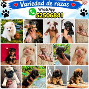 🐾✨ SUS VENTAJAS POR LA COMPRA BETTY MASCOTAS WHATSAPP 52506841 ✨🐾 - Img 57715674