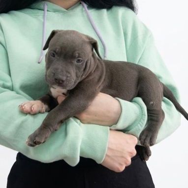 PITBULL AZUL,ambos sexos,en 180 USD o equivalente(ACEPTO TRANSFERENCIA)TENGO MENSAJERÍA,tienen 50 días y desparacitados - Img 123314764