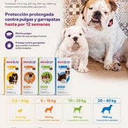 Bravecto, antiparasitario externo para perros - Img 58079375