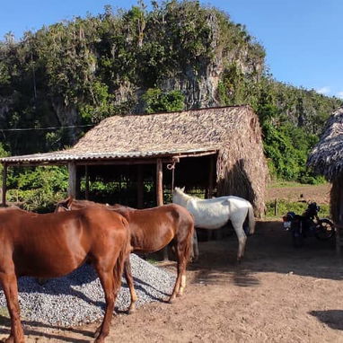 Acogedora casa hostal de renta en Viñales. - Img 116282701