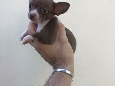 Chihuahua macho color chocolate - Img 68322257