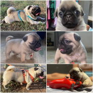 🐾✨ PUG HEMBRITA EN BUSCA DE SU NUEVO HOGAR WHATSAPP 58746643✨🐾 - Img 57022909