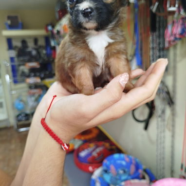 Todo lo que buscas en mascotas está aquí solo llame al 53818081 - Img 124599808