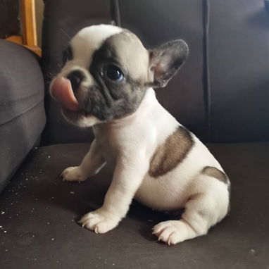 BULLDOG FRANCES,hembras,en 750 USD o equivalente,TENGO MENSAJERÍA,tienen 43 días y están desparacitadas - 2/10