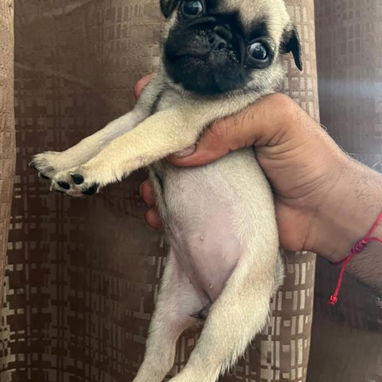 PUG CARLINO,ambos sexos,en 300 USD o equivalente en moneda nacional,TENGO MENSAJERÍA,tienen 42 días y están desparacitad - 6/9