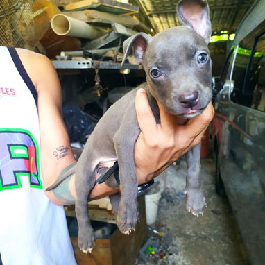Hermosos perros pitbull ambos sexos... - 2/8