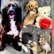 Venta de cachorros coker spaniel interesados contactar con 55000733 - Img 57124955