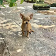 Chihuahua hembra cabeza de manzana de 5 meses - Img 58388524