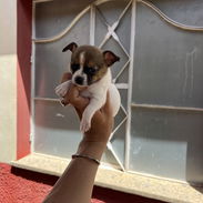 Hermoso cachorrito chihuahua macho pintico … - Img 55683962
