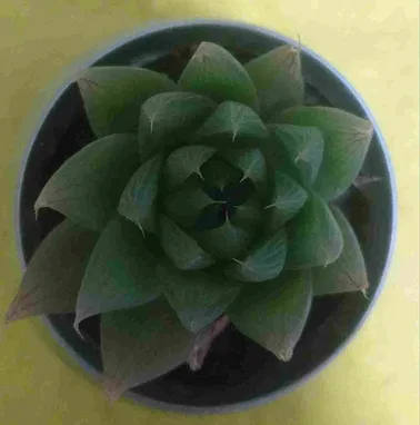 Preciosos cactus y suculentas para adornar espacios y regalar. Haz que las buenas vibraciones lleguen a tu hogar - Img 97337476