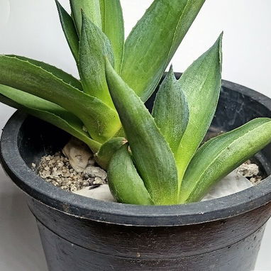 Plantas y Suculentas - 2/4