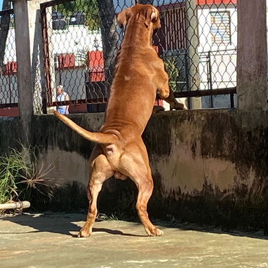 Busco novia . Pitbull&stafford 85lbs Cumple 6 años este 30 junio. 54633692 Abel - Img 120587617