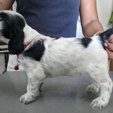 Cocker Spaniel inglés - Img 124297122