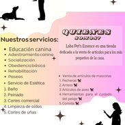 Adiestramiento canino !!! - Img 55799579