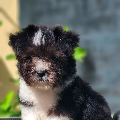 😍 HERMOSO CACHORRO BICHON HABANERO 😍 - 3/3