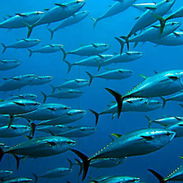 Bonito entero Pescado fresco 800 Lb - Img 55748802