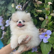 🩷 POMERANIA 🩷 - Img 57896783