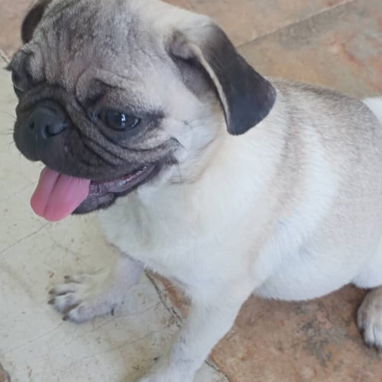 PUG CARLINO,hembra,en 250 USD o equivalente,TENGO MENSAJERÍA,tiene 6 meses,2 VACUNAS PUESTAS y con historia clínica - 3/10