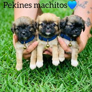 Cachorros de Raza pekines se entregan con su carnet de salud actualizado y su collar - Img 56778033