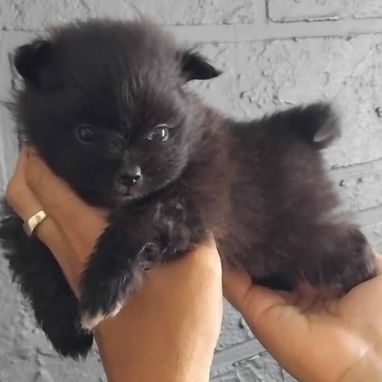 POMERANIA,macho,en 800 USD o equivalente(ACEPTO TRANSFERENCIA)TENGO MENSAJERÍA,tiene 70 días y está desparacitado. - Img 122657465