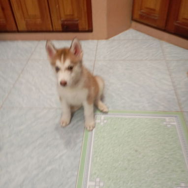 Cachorro de Husky - 2/3