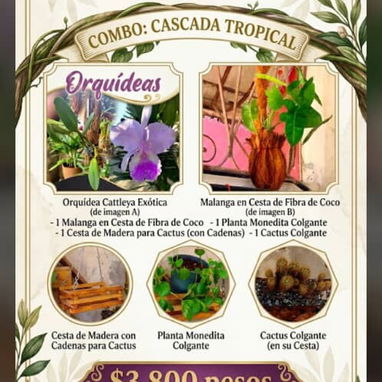 Combos para el Jardín. 🌿 Él también lo merece. - 2/3