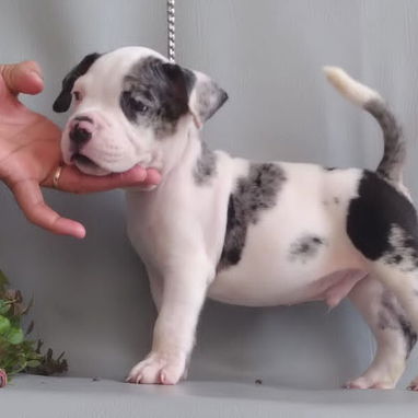 Bellos cachorros de american bully pocket exoticos - 3/5