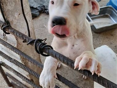 Hermosos cachorros de Dogo Argentino  super precio 53818081 - Img main-image