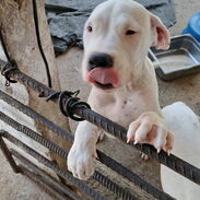 Hermosos cachorros de Dogo Argentino  super precio 53818081 - Img 45467473