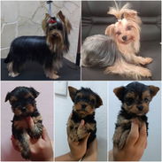 (((( YORKSHIRE TERRIER CON PEDIGREE AMBOS SEXOS BETTY MASCOTAS WHATSAPP 52506841 )))) - Img 56014462