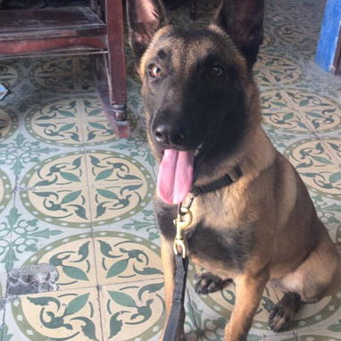 PASTOR MALINOIS,hembras en 300 USD o equivalente,TENGO MENSAJERÍA,45 dias,desparacitadas,con historia clínica y collar - Img 123047793