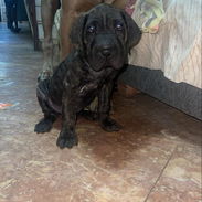 CANE CORSO CON PEDIGREE DE ESTADOS UNIDOS - Img 54794664