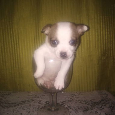 Chihuahuas - Img 121539773