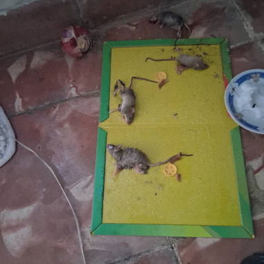 Pegatinas para ratones - Img 122688336
