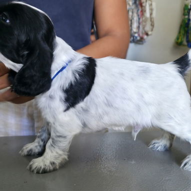 Cocker Spaniel inglés - Img 124297128