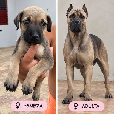 CACHORROS CANE CORSO CON PEDIGREE INTERNACIONAL.SOLO 2 HEMBRAS DISPONIBLES - 2/5