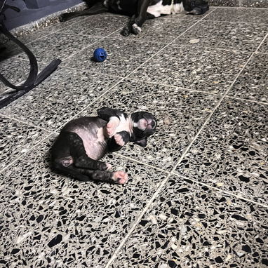 Cachorra pitbull 💕 - Img 125173556