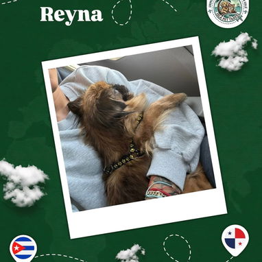 Agencia de viajes internacionales para mascotas - 7/10