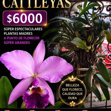 Las más espectaculares orquídeas en el jardín de Venus contáctanos ahora - 2/10