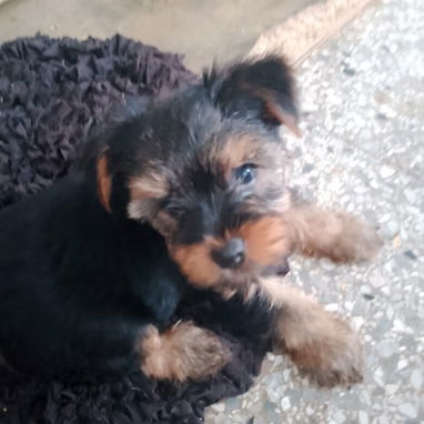 🐾✨ YORKY MACHO EN PROMOCIÓN BETTY MASCOTAS WHATSAPP 52506841 ✨🐾 - 3/5