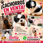 •• RAZAS DE PERROS  TALLA PEQUEÑA, MEDIANA Y GRANDE  BETTY MASCOTAS WHATSAPP 52506841 ••• - Img 54923226