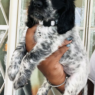 😍 HERMOSO CACHORRO COCKER INGLÉS 😍 - Img 124760419