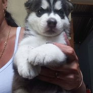 Cachorro de Husky Siberiano macho. - Img 55621179