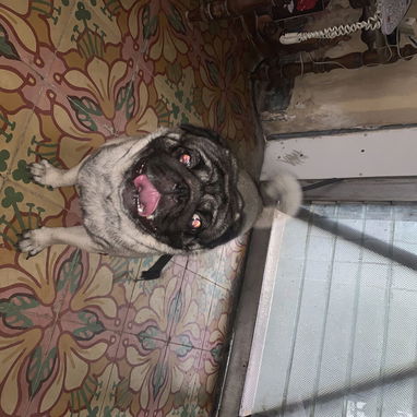 Se busca novia para este hermoso perro Pug - Img 123440495