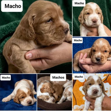 💜💜💜* 🐶¿BUSCAS UN CACHORRO?* EN BETTY MASCOTAS TE AYUDAMOS A ENCONTRAR TÚ FIEL COMPAÑERO WHATSAPP 52506841  💜💜💜 - Img 123031878
