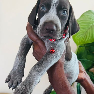Venta de cachorros de raza - Img 123059290